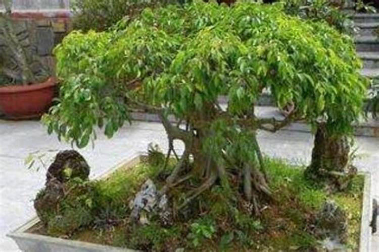 大叶榕树怎么养殖方法和注意事项