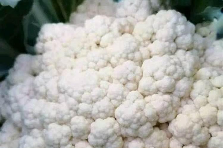 松花菜有黑点什么原因