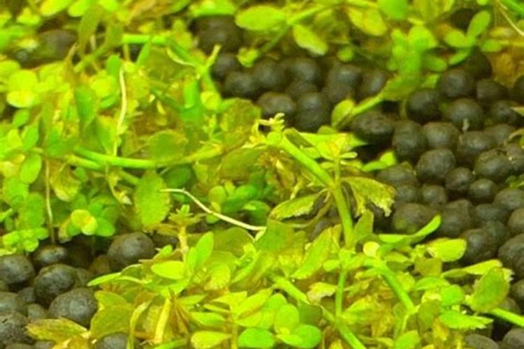 拉多美复合肥墨翠高甲价格