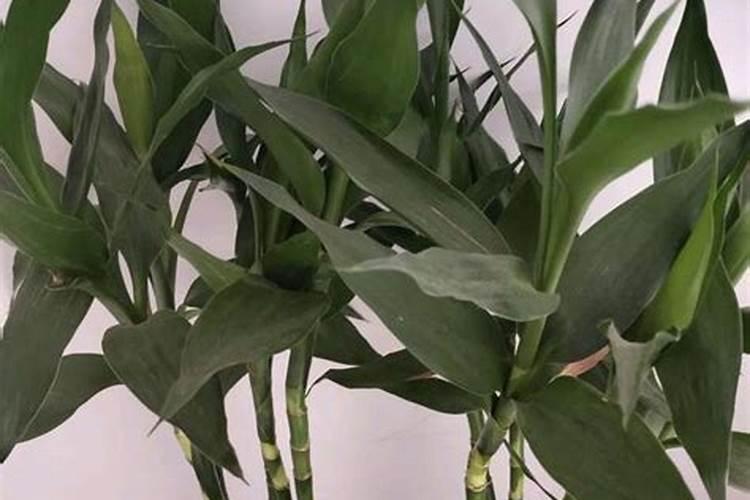 富贵竹浇多了复合肥 停止生长了 怎么办