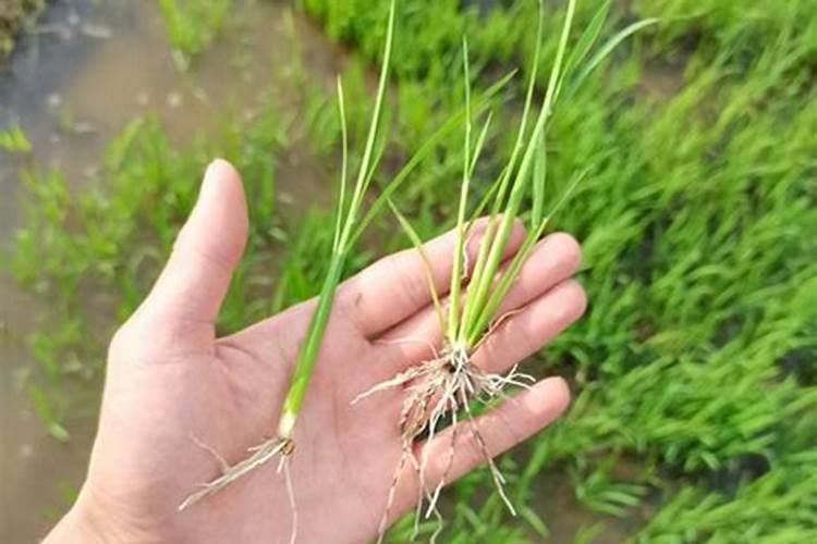 桂花树移植多久后能施肥