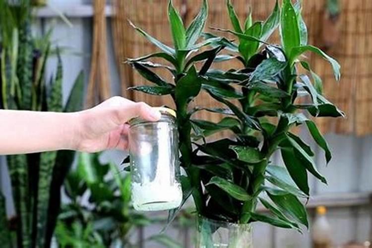 水养富贵竹施什么肥