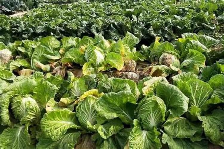 绿豆几天浇一次水春夏秋冬不一样