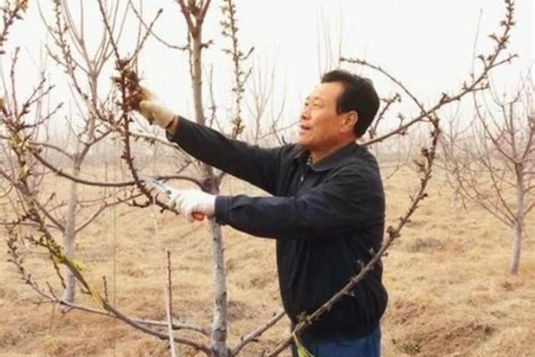 我家马铃薯土豆冲施16634水溶肥后叶面发黄