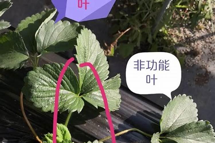 金豆开花时间可以施肥吗