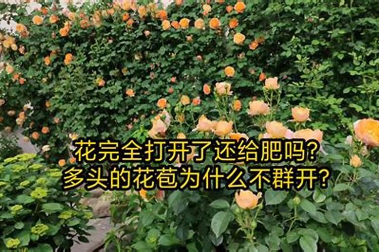 月季施肥太多怎么办