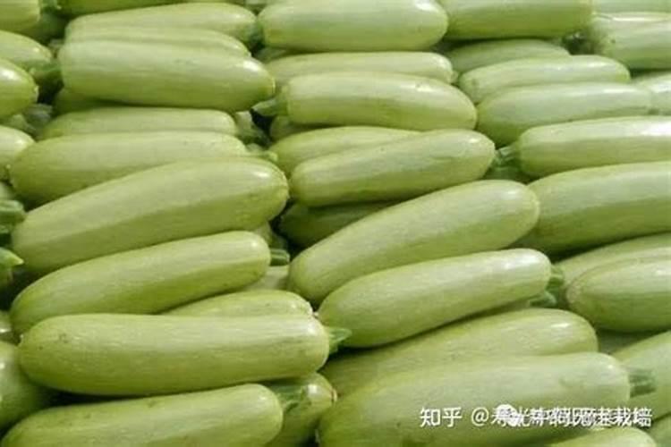鱼蛋白水溶肥现在怎么用