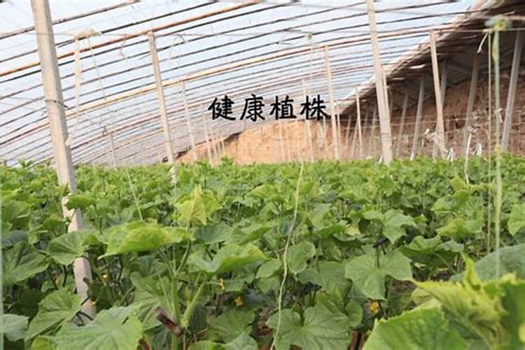 芒果树什么时候剪枝最好,在几月份修剪合适