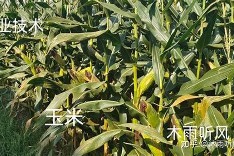 栀子花冬天需要施肥吗