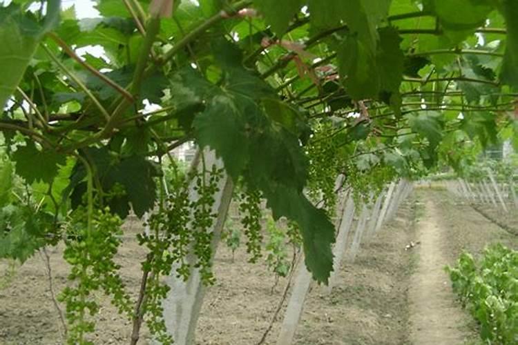 葡萄施肥用什么肥料最好