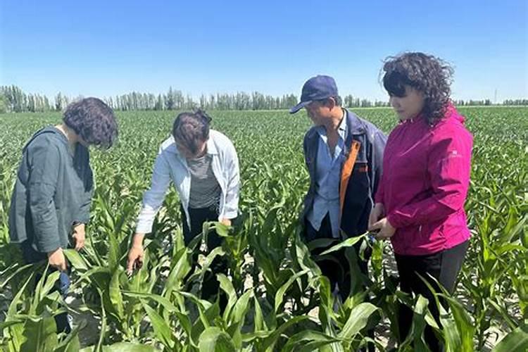 海棠花叶多花少是什么原因