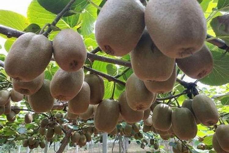 什么是叶面肥料 叶面肥料的作用原理是什么