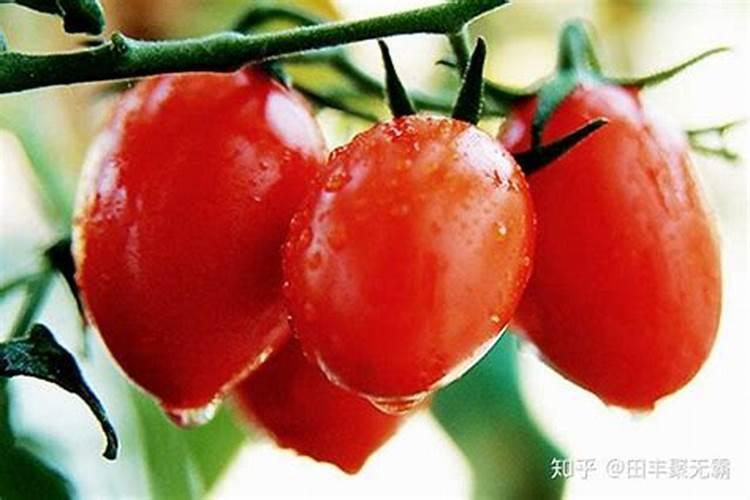 果树缺钙用什么肥料最适合(果树需补什么钙肥最好)