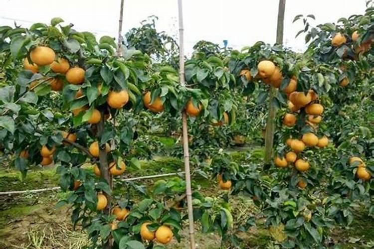 普惠农丰的水溶肥用了效果如何？