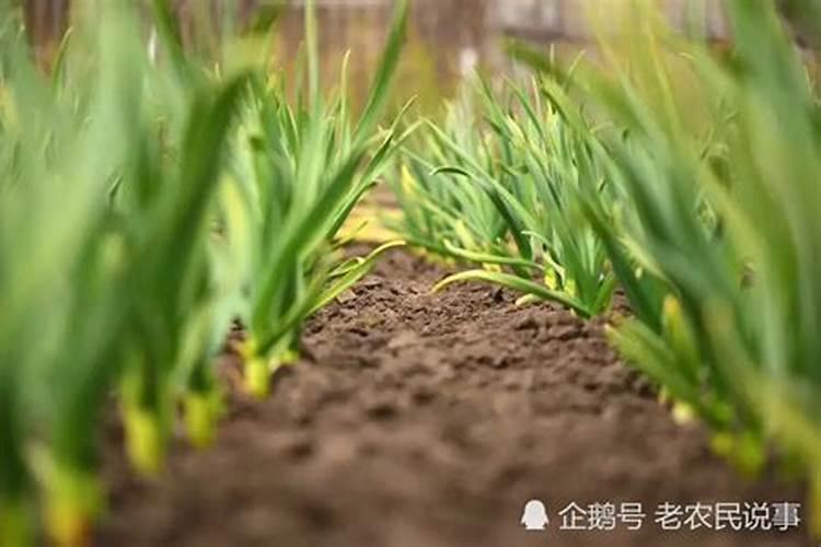 大蒜冲施什么肥料最好