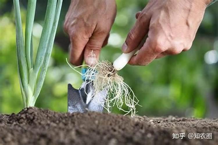 植美馥予高光乳怎么样？