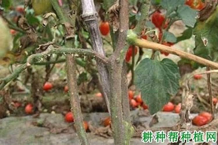 西红柿秧子萎蔫,茎里面是白色,发空是怎么回事？
