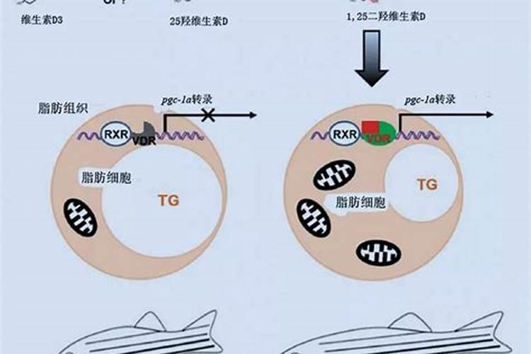 发酵黄豆怎样做底肥