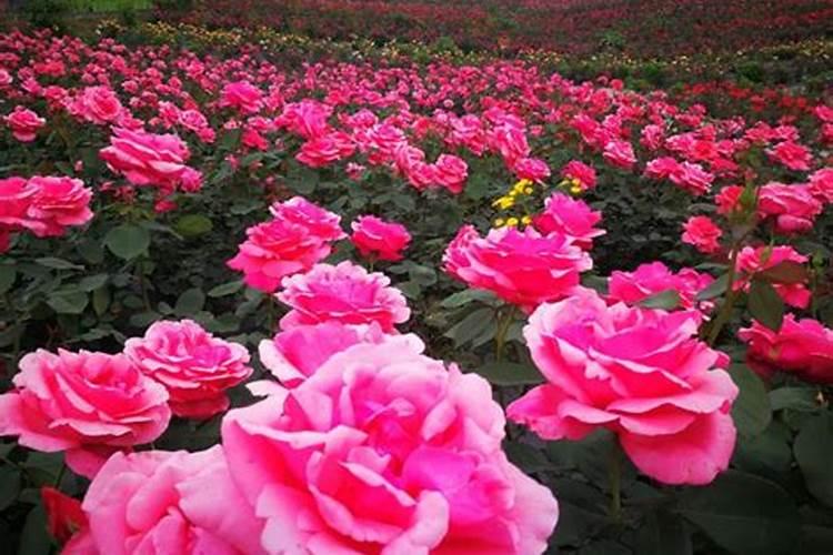 促进开花施什么肥料(果树促花用什么叶面肥好)