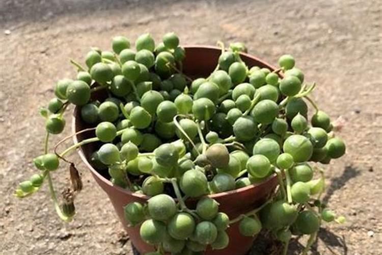 养花叶面肥的制作方法如何制作花肥 花肥的制作方法