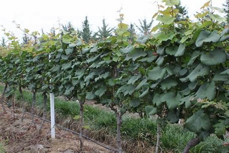 芸苔素内酯可以滴灌冲施吗一亩地冲是多少？