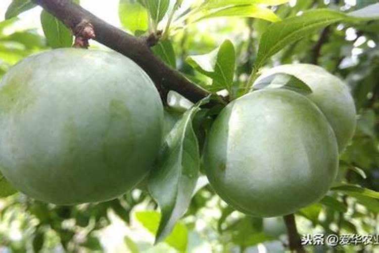 李子果核会分开是什么原因呢？