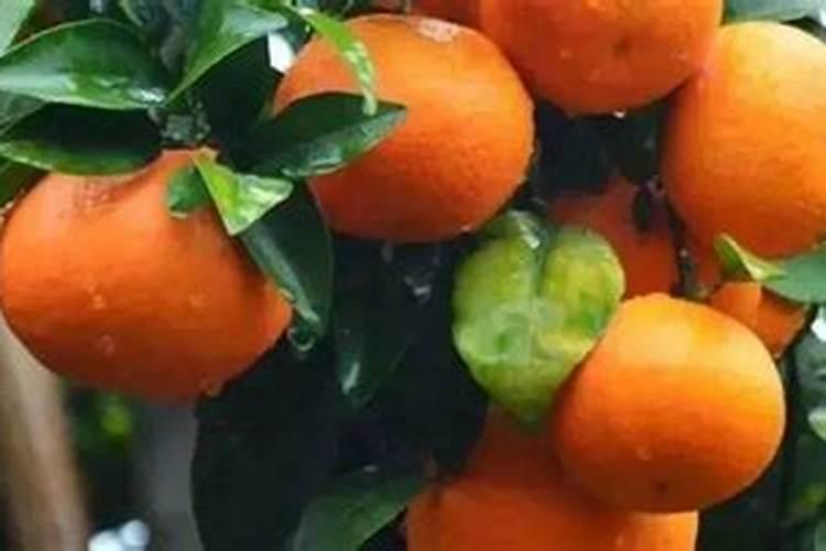 柑橘花少果少,用什么水溶肥进行管理？