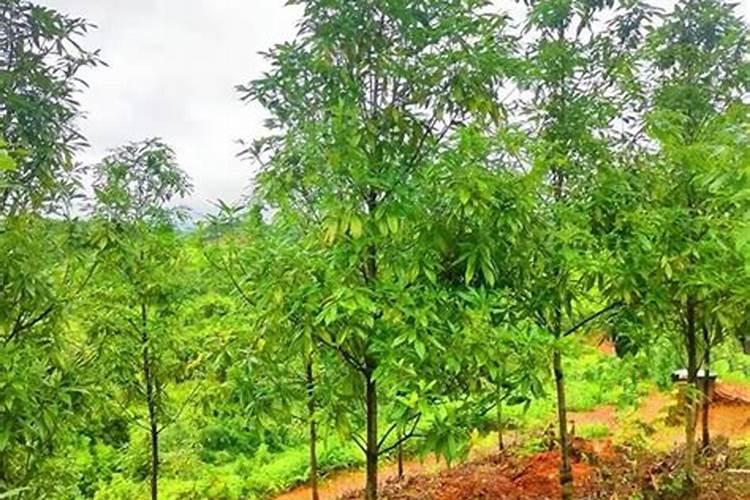 姜瘟清能否与锌肥混合喷施