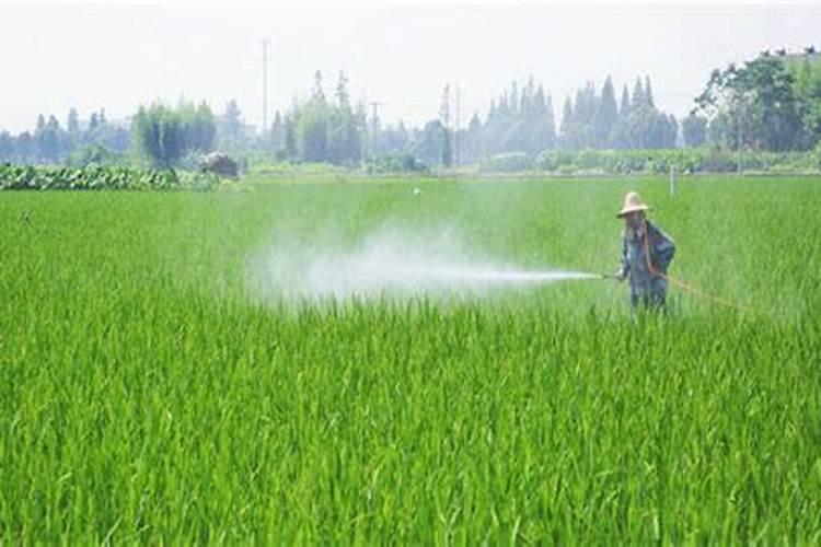 水稻在7月几号追穗肥,一亩地用肥多少斤？用什么肥料好