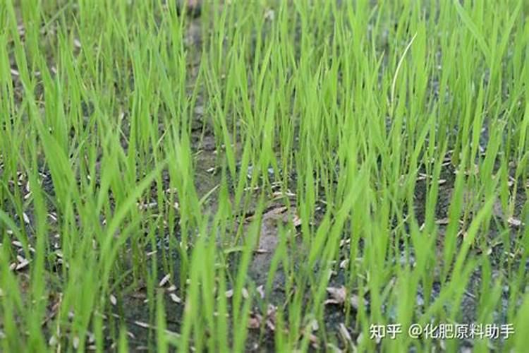 磷酸二氢钾促进坐果一亩地用多少公斤最好