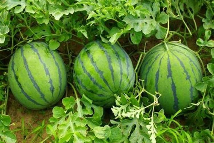 种植水稻最忌讳什么肥