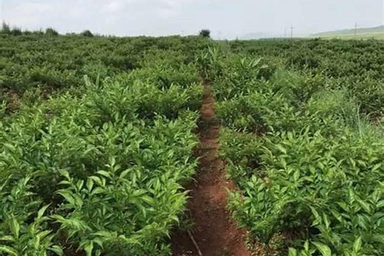 魔芋出苗后施什么肥