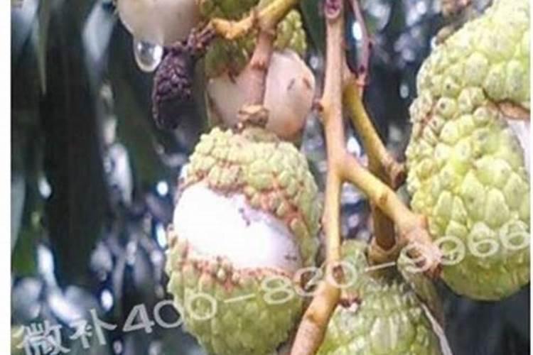 薄荷施什么肥最好