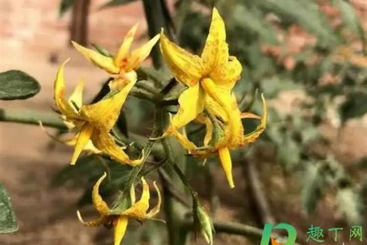 蛋壳泡水发酵后是什么肥料