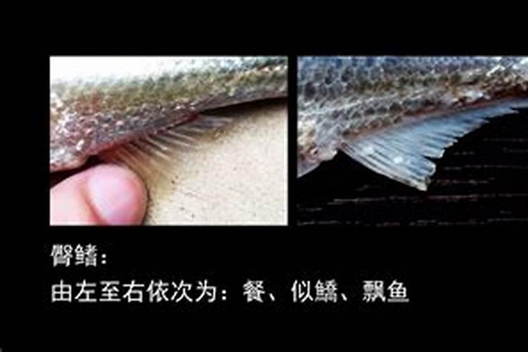 钙镁磷肥是复合肥吗 钙镁磷肥能和复合肥混施吗