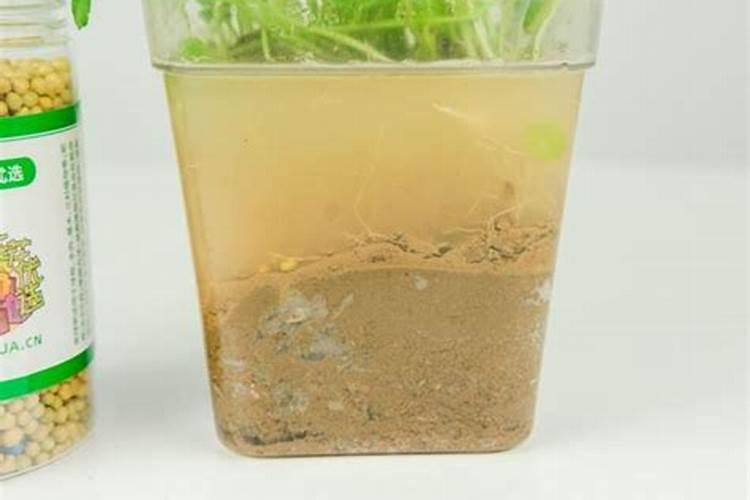 状元红冰淇淋果树苗,价钱