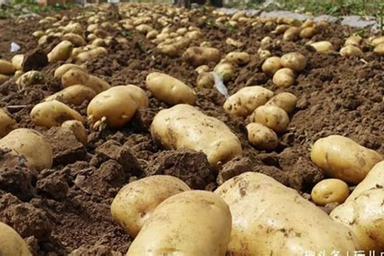 如何正确施用氮肥