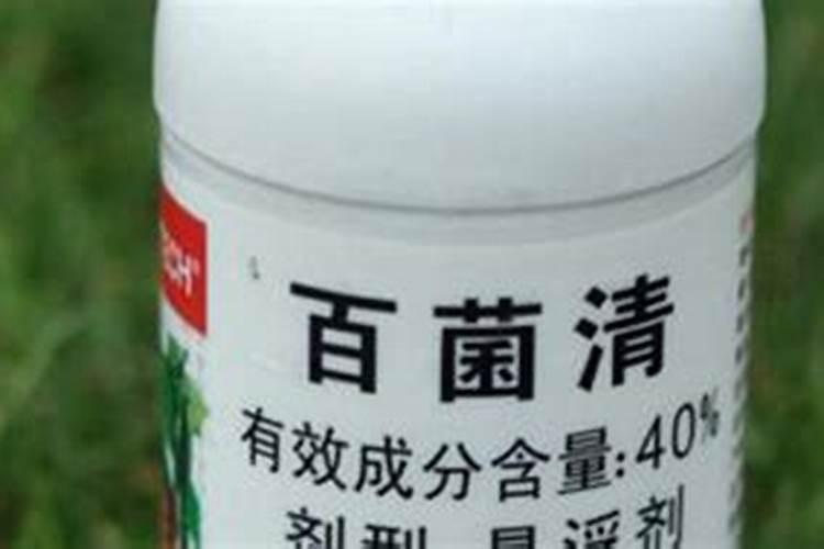 迁西板栗为什么那么贵呢？