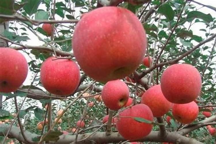 小苹果树3年怎么施肥