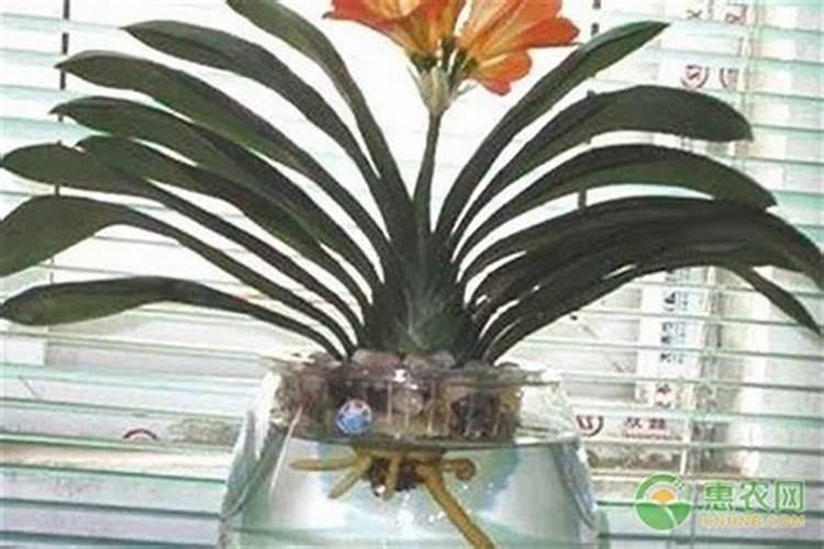 大神兰花要浇什么才叶子才能油亮油亮的