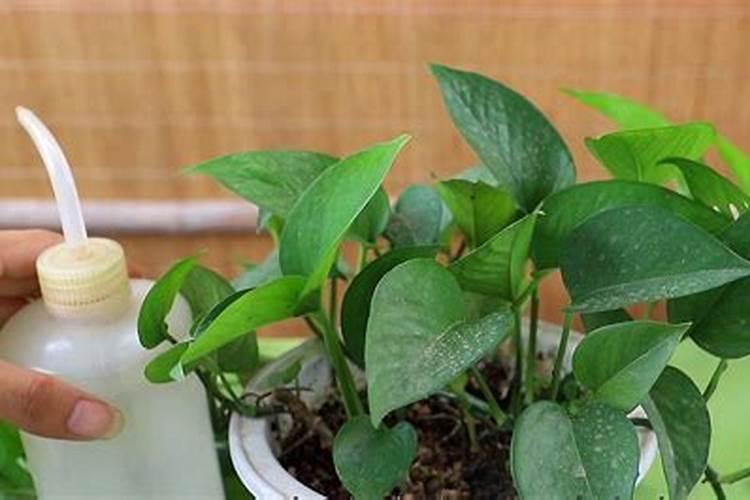 大棚种植黄瓜,要使用叶面肥吗？喷施叶面肥都要注意什么？