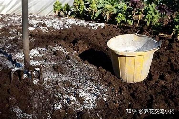 哪种叶面用的钙肥吸收好