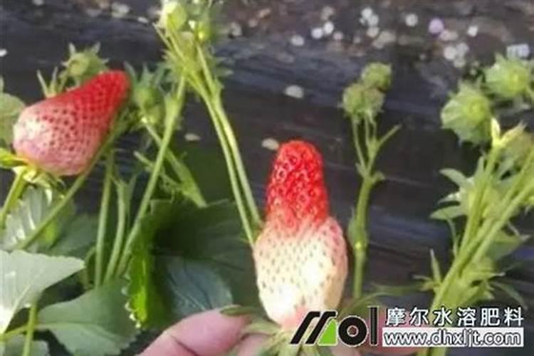 黄瓜是喷花好还是沾花好？