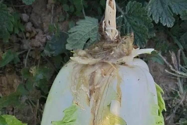 肥料对花卉有什么作用,养花各种肥料的作用