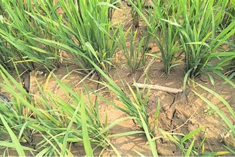 在水田呈现淹水期的阶段,不宜施用的氮肥是哪类