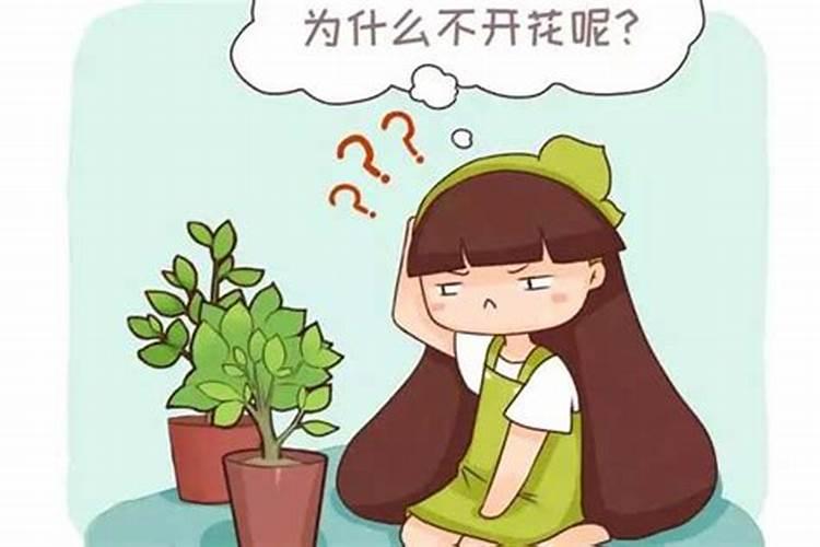 花卉钾肥有哪些