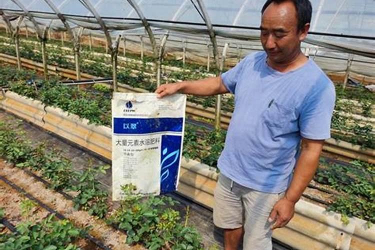 氮磷钾肥分别有什么作用 氮磷钾肥分别的作用是什么