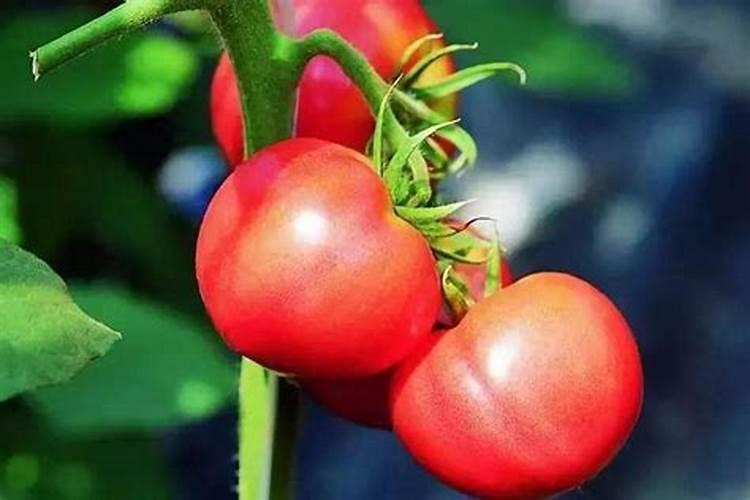 拿什么浇花叶子比较绿这几种常见的肥料最好用