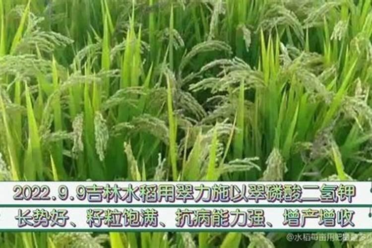 水培植物用什么肥料叶子绿最有效果 水养加什么肥长得快