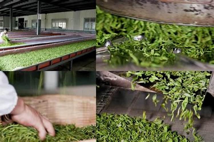 茶叶用肥有什么禁忌